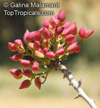 Pistacia vera, 10-100 Samen